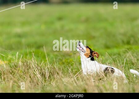 Jack russell terrier corre lure coursing competizione sul campo Foto Stock