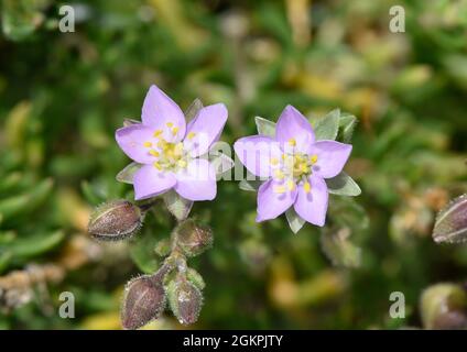 Roccia Mare-Spergularia rupicola Foto Stock