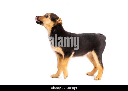 Cucciolo marrone isolato Foto Stock