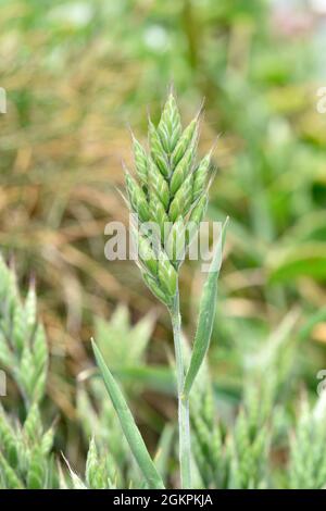 Soft-brome - Bromus hordaceus Foto Stock