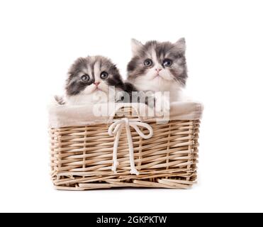 Due simpatici gattini scozzesi in basket isolato su sfondo bianco Foto Stock