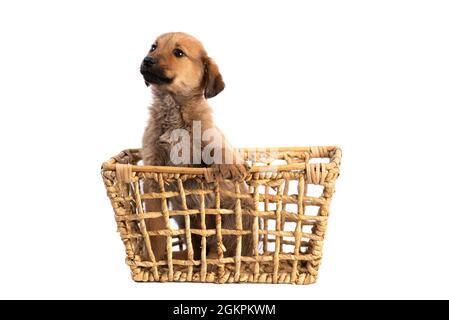 Cucciolo marrone isolato Foto Stock