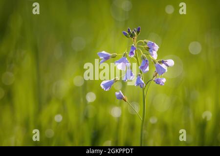 Primo piano di fiori di cucù [Cardamine pratensis] Foto Stock