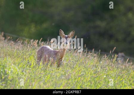 Primo piano di un capriolo [Capreolus capreolus] Foto Stock