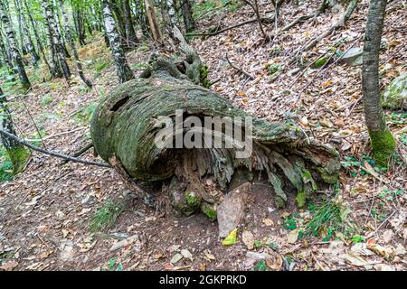 Sulla strada con la guida escursionistica Luca Goldhorn nel sito patrimonio dell'umanità dell'UNESCO della Valle Maggia. Alcuni alberi sono attorcigliati in spirali, Circolo della Maggia, Svizzera Foto Stock