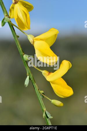 Scope prostrate - Cytisus scoparius ssp. Maritimus Foto Stock