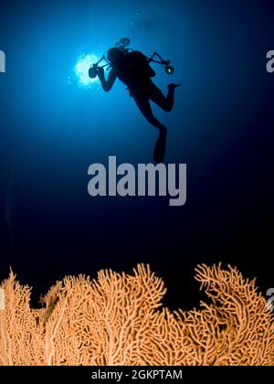 Israele, Eilat, Mar Rosso - Fotografia subacquea di un nuoto subacqueo al di sopra di un anella Alcyonacea (coralli molli) coral Foto Stock