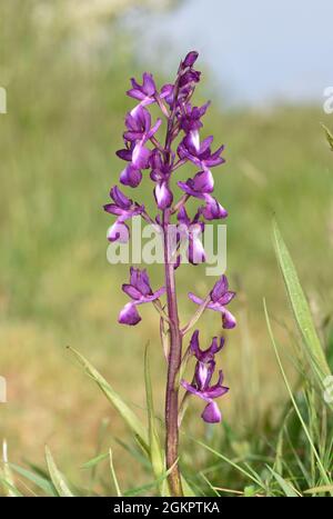 Orchidea a fiore libero - Anacamptis laxiflora Foto Stock