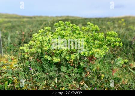 Portland Spurge - Euphorbia portlandica Foto Stock