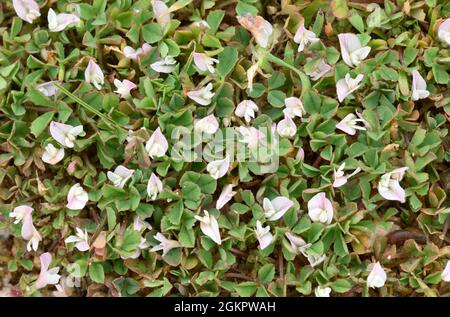 Trifoglio - Trifolium ornitopoodioides Foto Stock