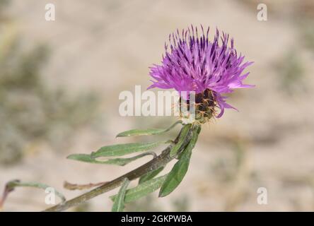 Stella-cardo ruvido - Centaurea aspera Foto Stock