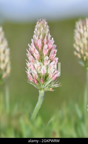 Clover a testa lunga - Trifolium incarnatum ssp. Molinerii Foto Stock