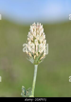 Clover a testa lunga - Trifolium incarnatum ssp. Molinerii Foto Stock