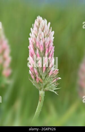 Clover a testa lunga - Trifolium incarnatum ssp. Molinerii Foto Stock