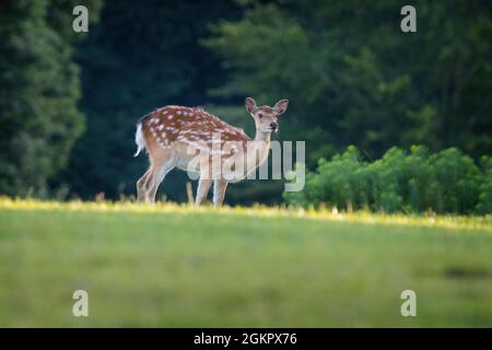 Primo piano di sika (cervo) [Cervus nippon] Foto Stock