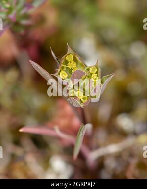 Piccolo orecchio di lepre - Bupleurum baldense Foto Stock