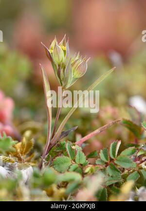 Piccolo orecchio di lepre - Bupleurum baldense Foto Stock