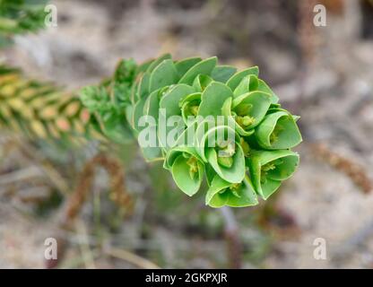 Portland Spurge - Euphorbia portlandica Foto Stock