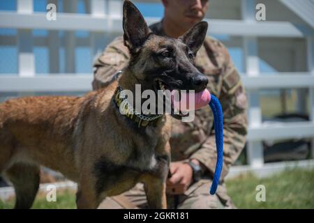 Ffarah, 341st Security Forces Squadron Military Working Dog, riceve un giocattolo masticabile dopo aver completato un corso di ostacoli il 16 giugno 2021, alla base dell'aeronautica di Malmstrom, Month. Il corso di ostacoli serve come strumento di addestramento per l'obbedienza, consentendo ai gestori e ai loro partner di perfezionare i loro comandi e il tempo di reazione. I MWD sono addestrati alle forze dell'ordine, incluso il modo di rilevare minacce quali narcotici, esplosivi e persone. Foto Stock