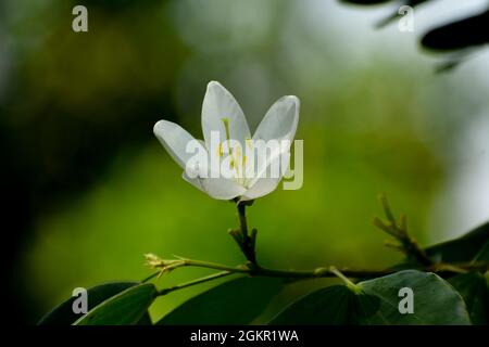 Primo piano di un fiore bianco Bauhinia in fiore Foto Stock