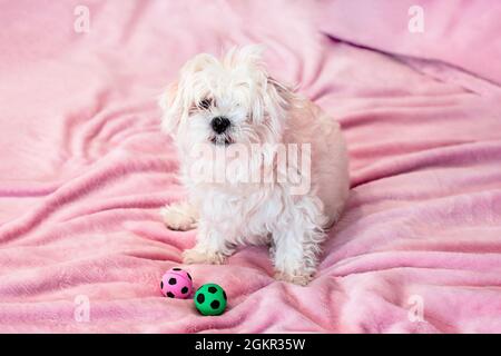 Carino bianco giovane cane maltese seduto sul letto e giocare con palline giocattolo a casa su sfondo rosa. Foto Stock