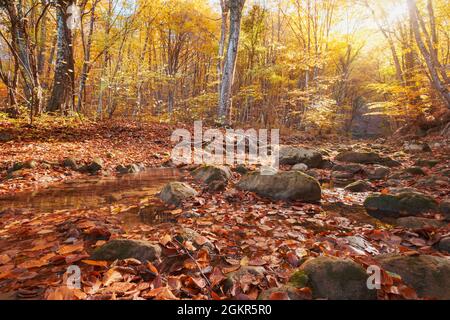 Autunno foresta fiume torrente vista. Creek dalla cascata di montagna al tramonto nella foresta d'autunno. Stagione di autunno in foresta Foto Stock