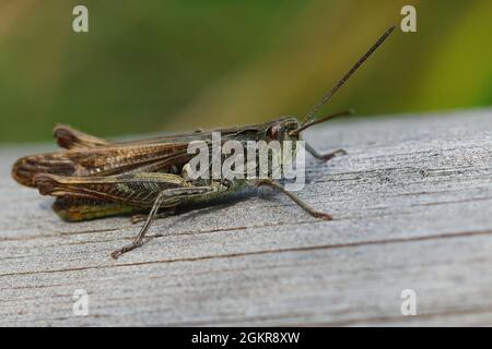 Primo piano su una cavalletta maschio ad arco, Chorthippus biguttulus Foto Stock