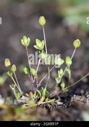 Sea Pearlwort - Sagina maritima Foto Stock