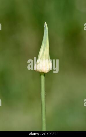 Sand Leek - Allium scorodoprasum Foto Stock