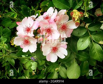 Mazzo di fiori rosa canina (cane rosa) sulla pianta di arrampicata Foto Stock