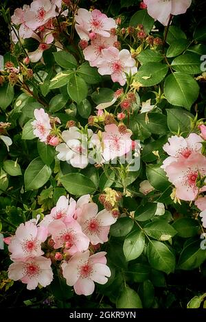 Rosa canina (rosa canina) fiori in piena fioritura sulla pianta di arrampicata Foto Stock