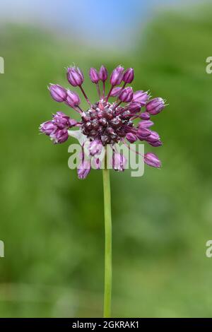 Sand Leek - Allium scorodoprasum Foto Stock