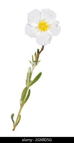 Rosa roccia bianca - Helianthemum apenninum Foto Stock