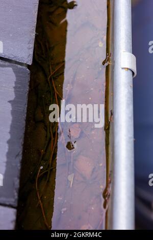 Un ritratto da vicino di una grondaia del tetto ostruita piena di acqua piovana durante una giornata piovosa e nuvolosa. La parte inferiore del drenaggio è piena di foglie e altri nat Foto Stock