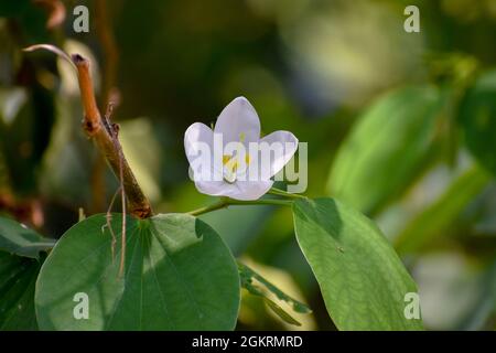 Primo piano di un fiore bianco Bauhinia in fiore Foto Stock