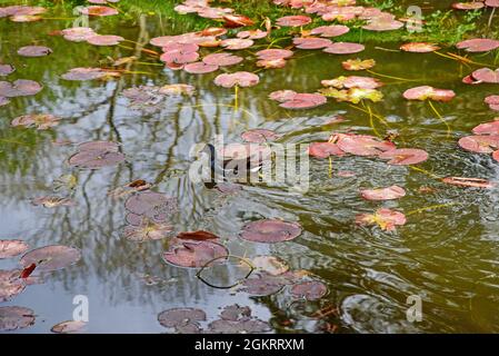 Vista su Moorhen Gallinula chloropus wetland uccelli nuoto sul lago Foto Stock