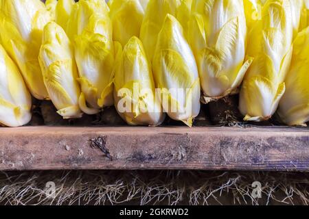 Crescita professionale della cicoria gialla su ripiani in legno in una serra Foto Stock