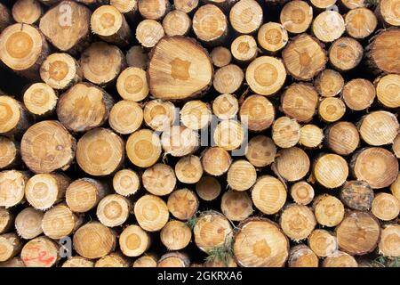 Un tronchi impilati di legno. Mucchio di deposito di tronchi di legno. Foto Stock