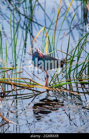 Un gallo d'acqua o un fanghello che cammina sulle piante galleggianti nella zona umida. Parco Nazionale Sam Roi Yot, sito di Ramsar in Thailandia. Foto Stock