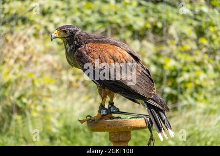 Il falco di Harris (Parabuteo unicinctus), precedentemente noto come falco alare, si erge su uno stand nel giardino Foto Stock