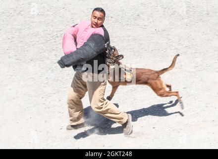 U.S. Air Force staff Sgt. Roniel Tolentino, 60esimo gestore militare di cani Squadron, è stato rapito da MWD Aarapaho durante una sessione di addestramento il 24 giugno 2021, alla base dell'aeronautica di Travis, California. I cani da lavoro militari sono utilizzati per la pattuglia, il rilevamento di droga ed esplosivi e per funzioni di missione specializzate per il Dipartimento della Difesa. Foto Stock