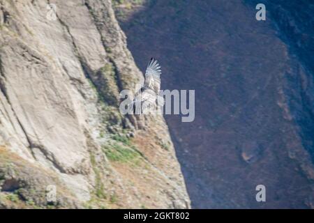 Condor andino (Vultur gryphus) che vola sul Canyon del Colca, in Perù Foto Stock