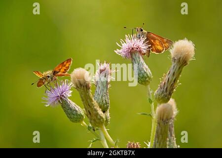 Farfalle Woodland Skipper, Ochlodes sylvanoides, che si nutrono su un cardo strisciante, Arvense Cirsium, lungo il fiume Metolius in Oregon. Foto Stock