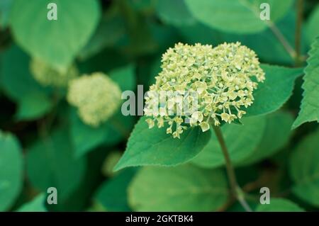 Fragile germoglio di hydrangea, inizio della fioritura. Fiore verde ma uno sfondo di foglie verdi. Foto Stock