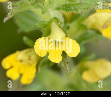 Bartsia giallo - Parentucellia viscosa Foto Stock