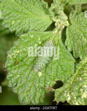 Horehound Plume Moth - Wheeleria spilodactylus Foto Stock