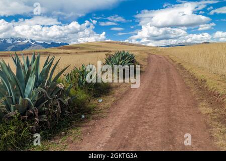 Strada in campi di cereali vicino al villaggio di Maras, Valle Sacra, Perù Foto Stock