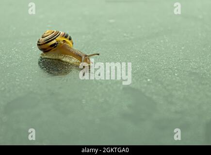 Lumaca giardino strisciando su una superficie bagnata, primo piano. Una lumaca striscia su una superficie coperta di gocce di rugiada. Sfondo con spazio per il testo Foto Stock