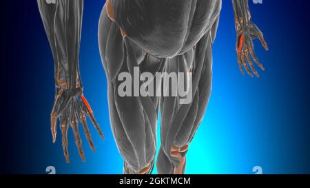 Flexor digiti minimi brevis of hand Muscle Anatomy for Medical Concept 3D Illustration Foto Stock