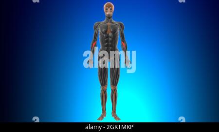 Testa omerale del pronatore teres Muscle Anatomy for Medical Concept 3D Illustration Foto Stock